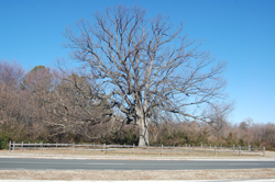 Majestic oak tree in Henrico County.