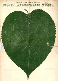 Morus Leaf.