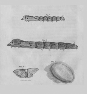 Varying development stages of silkworm.