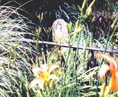 Brook Hill Family Cemetery in Fairfield District, Henrico County, Virginia.