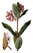 Milkweed plant.