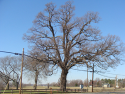 Surrender Tree.