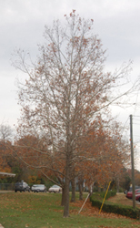 Grove of replacement trees at Virginia Randolph Museum.