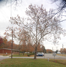 Oldest and largest of the sycamore trees, possibly an original, at Virginia Randolph Museum.