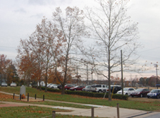 Wider shot of the sycamore trees at the Virginia Randolph Museum.