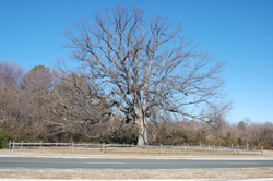 Majestic oak tree in Henrico County.