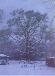 Grand old willow oak at the board and batten house on Old Washington Highway.