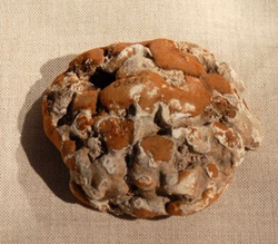 A madstone.  From the National Museum of Health and Medicine, Armed Forces Institute of Pathology; Washington, D.C.