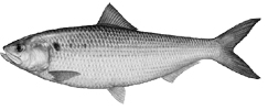 Shad.