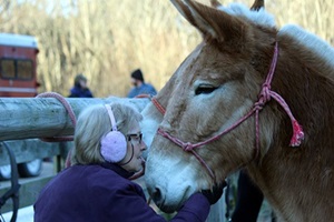 Mule Hug.
