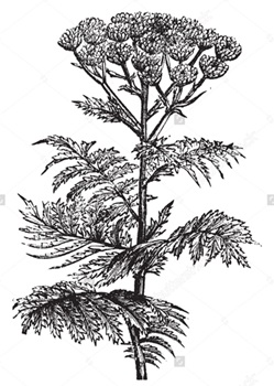 Tansy.