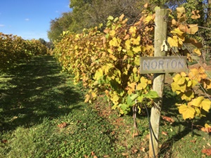 Norton Grape at Horton Vineyard.