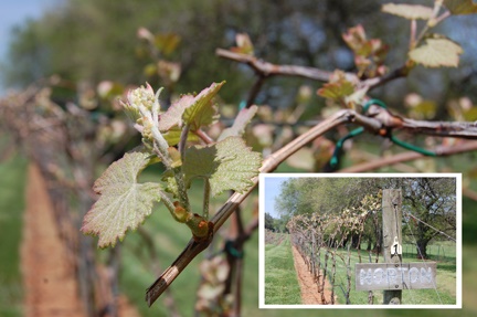 Norton grapes at Horton Vineyards.