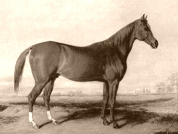 The great racehorse, Boston.
